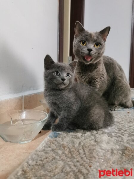 British Shorthair, Kedi  Müezza fotoğrafı