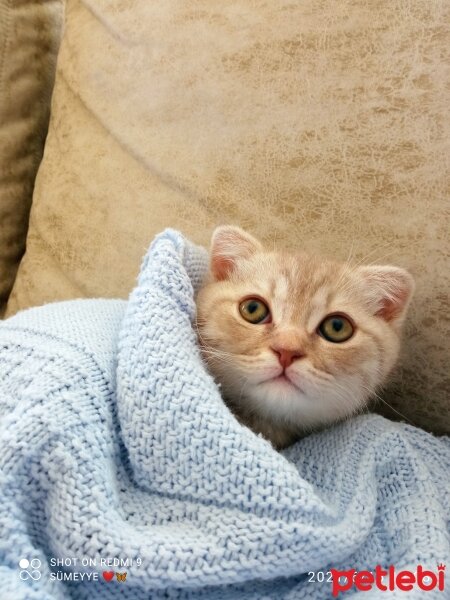 Scottish Fold, Kedi  Balım fotoğrafı