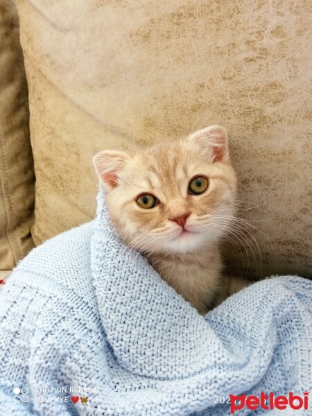 Scottish Fold, Kedi  Balım fotoğrafı