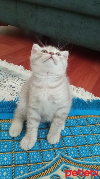 Scottish Fold, Kedi  Balım fotoğrafı