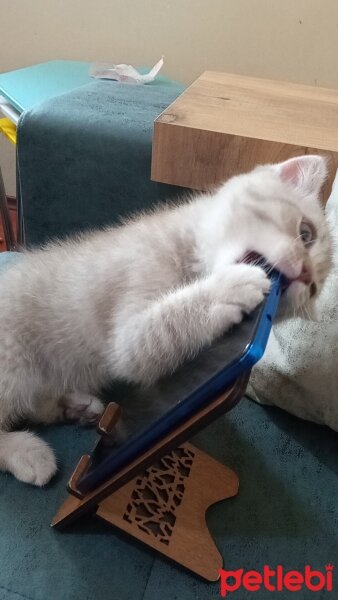 Scottish Fold, Kedi  Balım fotoğrafı