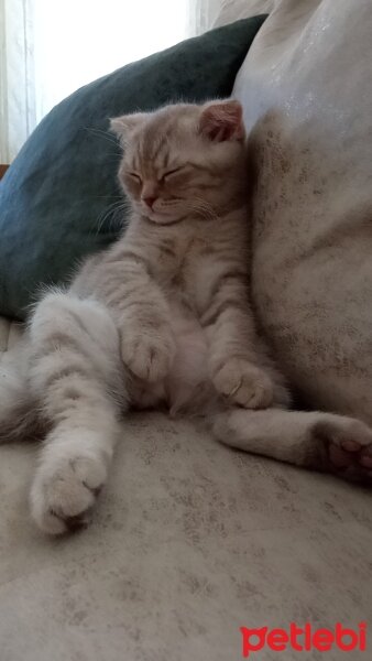 Scottish Fold, Kedi  Balım fotoğrafı