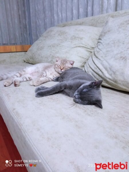 Scottish Fold, Kedi  Balım fotoğrafı