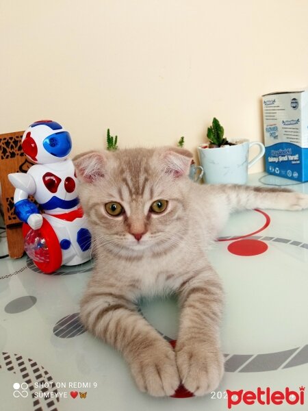 Scottish Fold, Kedi  Balım fotoğrafı