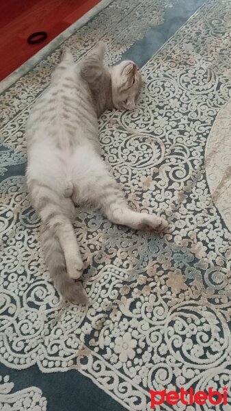 Scottish Fold, Kedi  Balım fotoğrafı