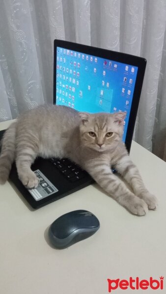 Scottish Fold, Kedi  Balım fotoğrafı