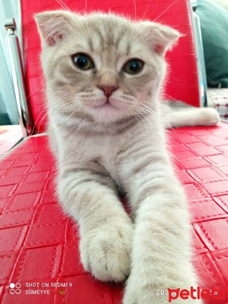 Scottish Fold, Kedi  Balım fotoğrafı