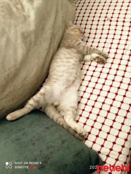 Scottish Fold, Kedi  Balım fotoğrafı