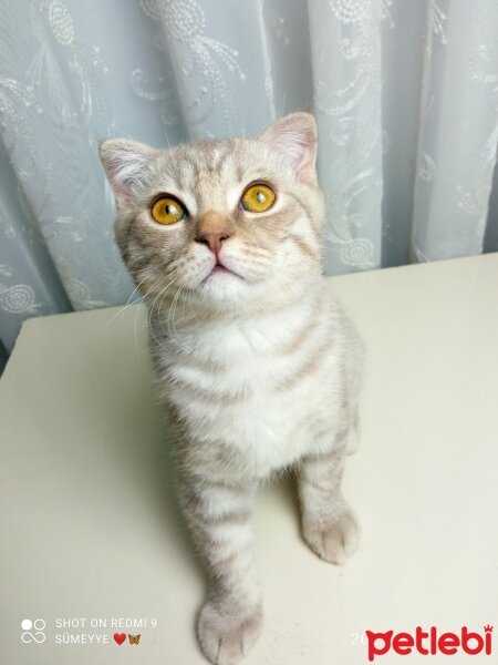 Scottish Fold, Kedi  Balım fotoğrafı