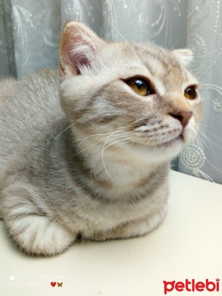 Scottish Fold, Kedi  Balım fotoğrafı