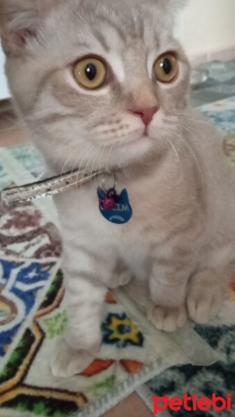 Scottish Fold, Kedi  Balım fotoğrafı