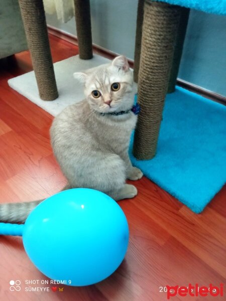 Scottish Fold, Kedi  Balım fotoğrafı