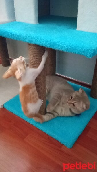 Scottish Fold, Kedi  Balım fotoğrafı