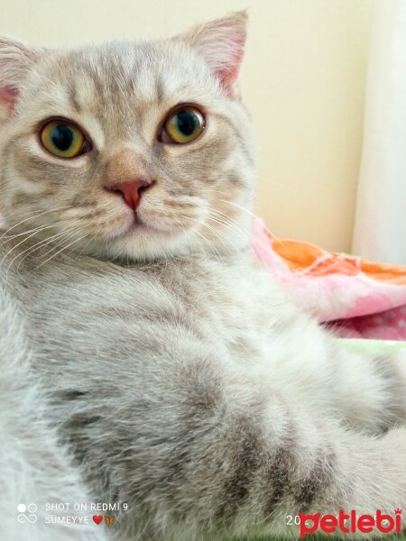 Scottish Fold, Kedi  Balım fotoğrafı