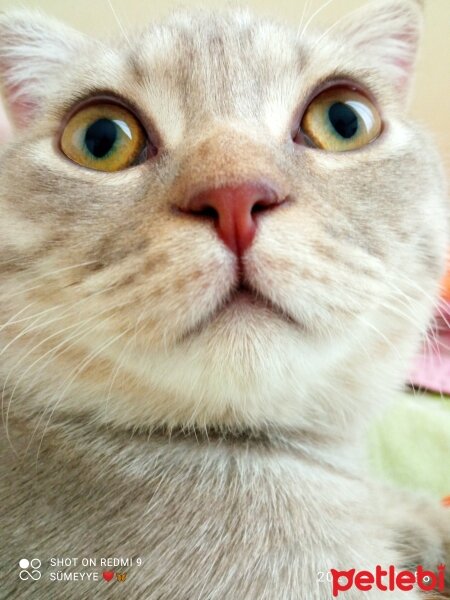 Scottish Fold, Kedi  Balım fotoğrafı