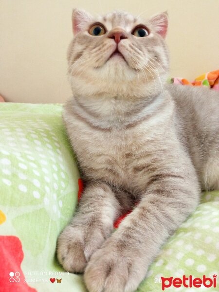 Scottish Fold, Kedi  Balım fotoğrafı