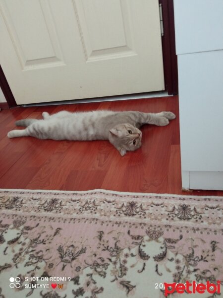 Scottish Fold, Kedi  Balım fotoğrafı