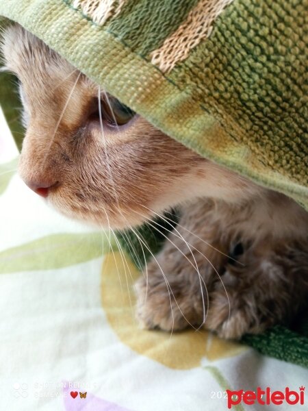 Scottish Fold, Kedi  Balım fotoğrafı