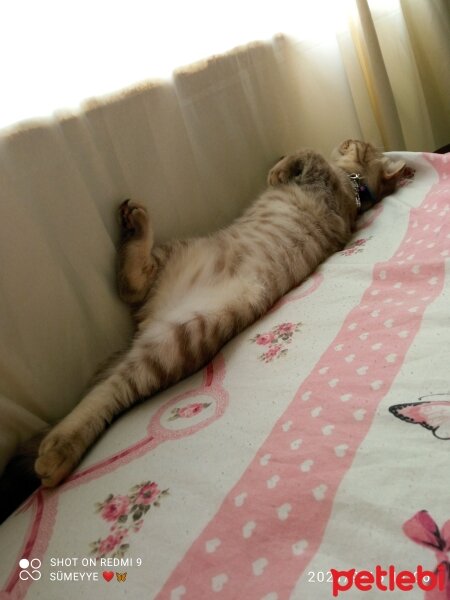 Scottish Fold, Kedi  Balım fotoğrafı