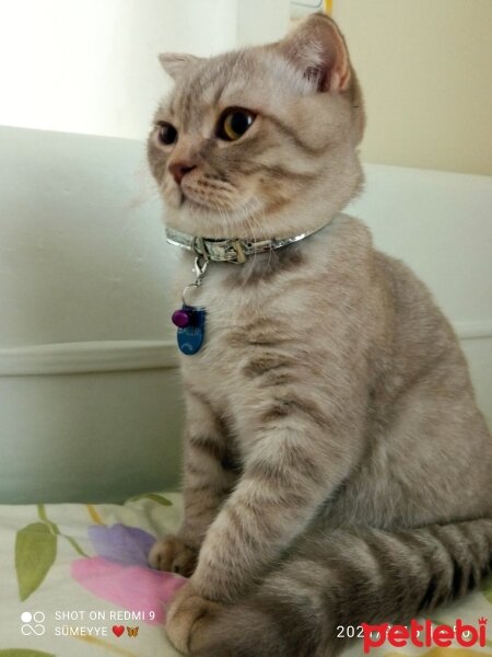 Scottish Fold, Kedi  Balım fotoğrafı