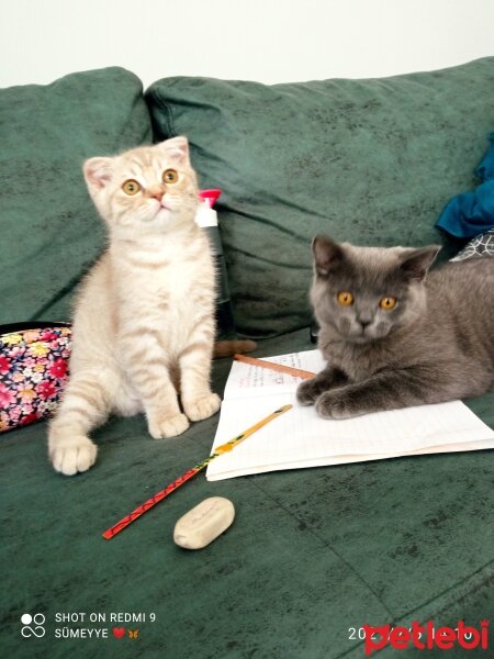 Scottish Fold, Kedi  Balım fotoğrafı