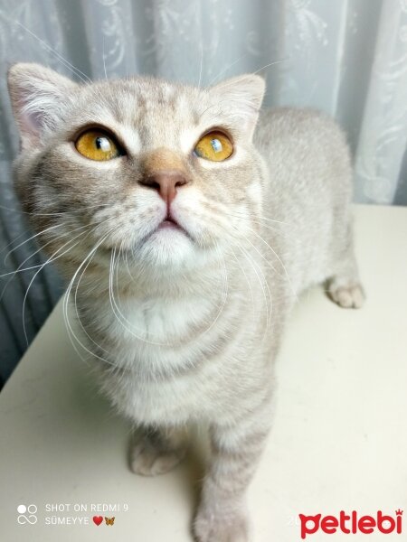 Scottish Fold, Kedi  Balım fotoğrafı