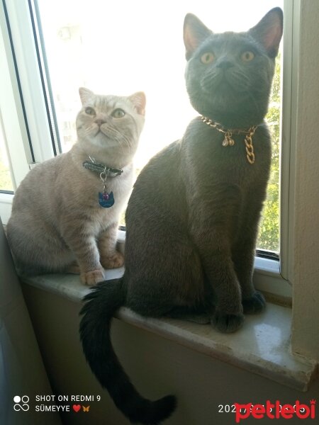 Scottish Fold, Kedi  Balım fotoğrafı