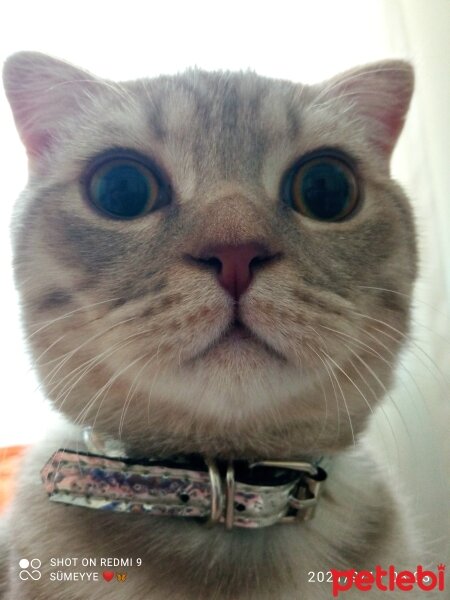 Scottish Fold, Kedi  Balım fotoğrafı