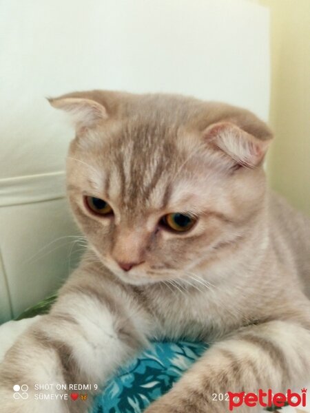 Scottish Fold, Kedi  Balım fotoğrafı