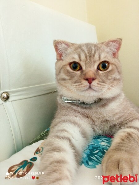 Scottish Fold, Kedi  Balım fotoğrafı