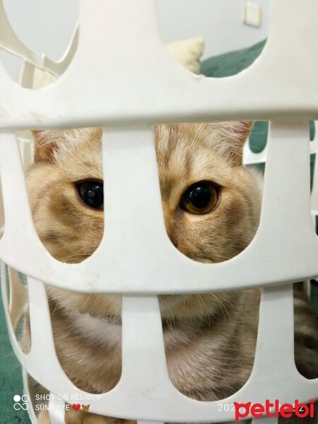 Scottish Fold, Kedi  Balım fotoğrafı