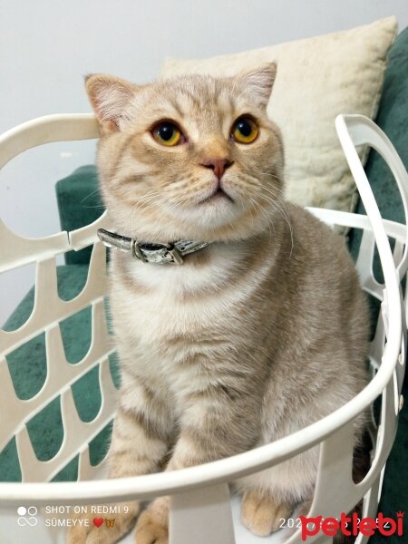 Scottish Fold, Kedi  Balım fotoğrafı