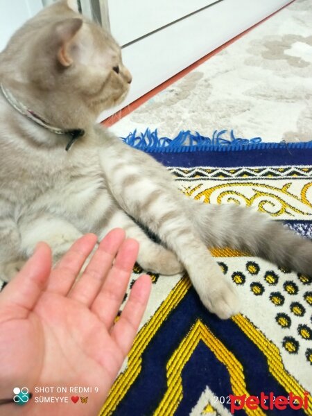 Scottish Fold, Kedi  Balım fotoğrafı