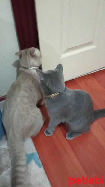 Scottish Fold, Kedi  Balım fotoğrafı