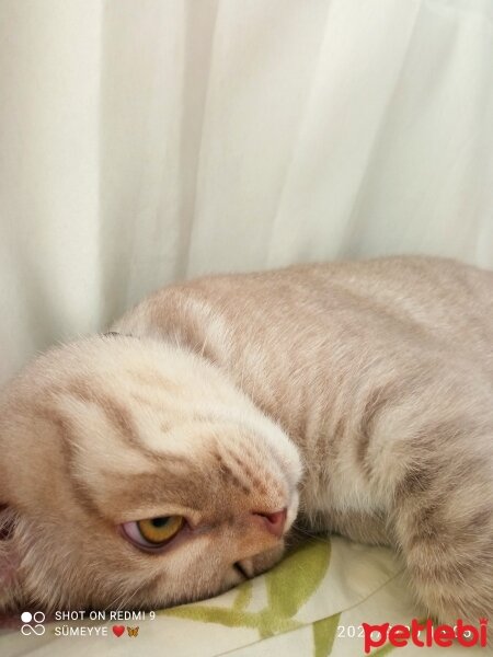 Scottish Fold, Kedi  Balım fotoğrafı