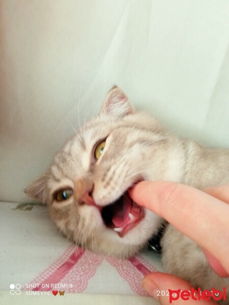 Scottish Fold, Kedi  Balım fotoğrafı