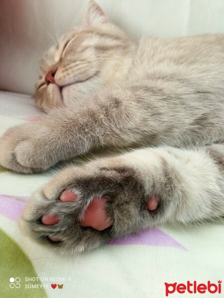 Scottish Fold, Kedi  Balım fotoğrafı