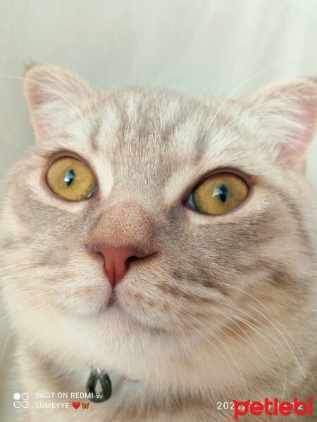 Scottish Fold, Kedi  Balım fotoğrafı