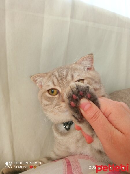 Scottish Fold, Kedi  Balım fotoğrafı