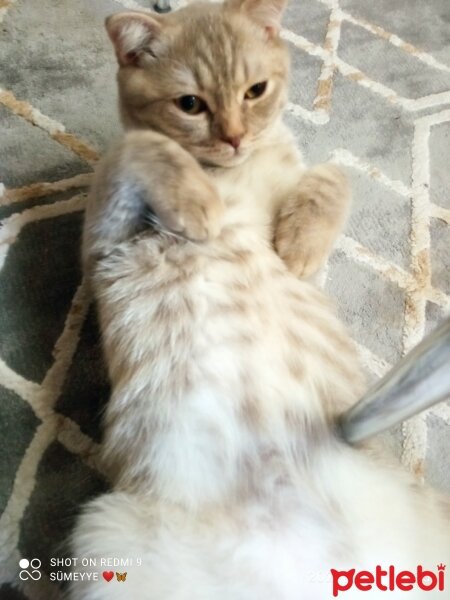 Scottish Fold, Kedi  Balım fotoğrafı