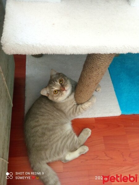 Scottish Fold, Kedi  Balım fotoğrafı