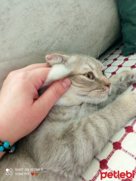 Scottish Fold, Kedi  Balım fotoğrafı