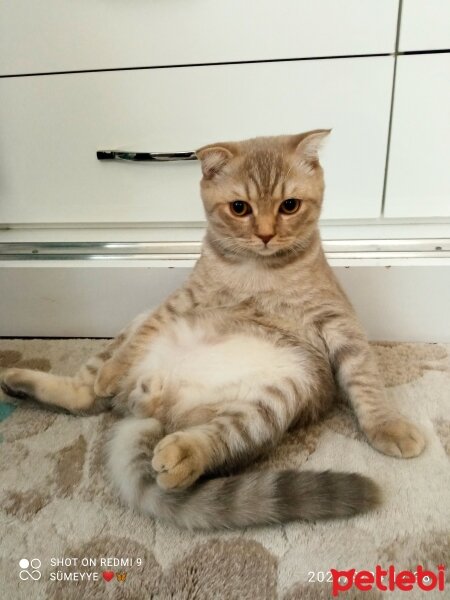 Scottish Fold, Kedi  Balım fotoğrafı