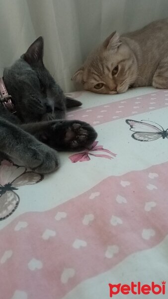 Scottish Fold, Kedi  Balım fotoğrafı