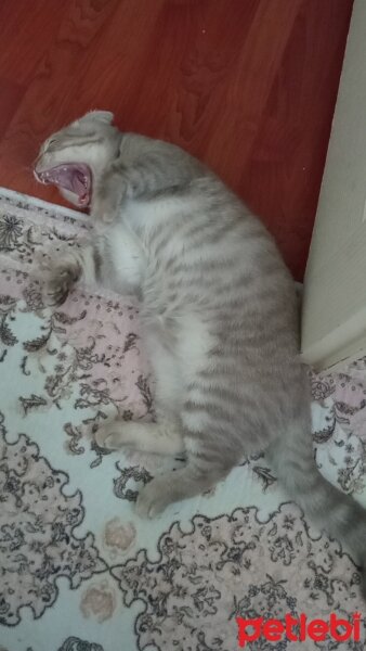 Scottish Fold, Kedi  Balım fotoğrafı