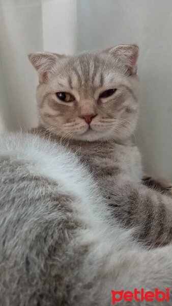 Scottish Fold, Kedi  Balım fotoğrafı