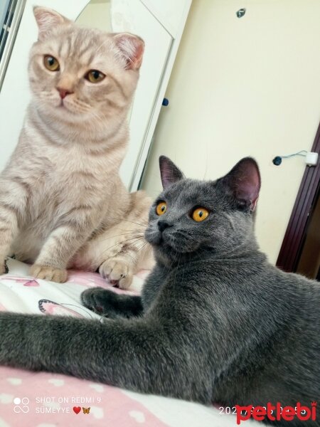 Scottish Fold, Kedi  Balım fotoğrafı