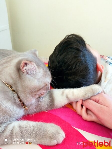 Scottish Fold, Kedi  Balım fotoğrafı