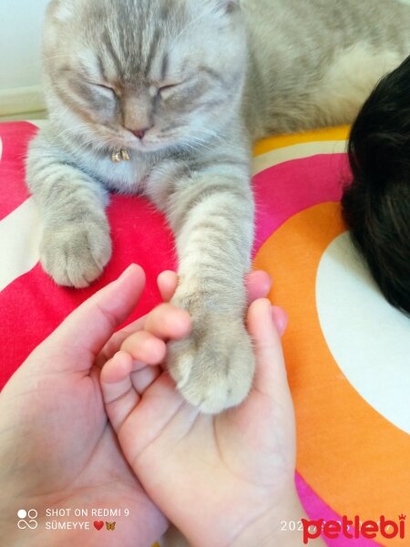 Scottish Fold, Kedi  Balım fotoğrafı