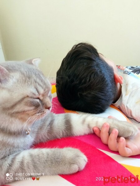 Scottish Fold, Kedi  Balım fotoğrafı